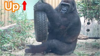 Artificial nursing gorilla finally! Approaching adult weight. Gentaro. Momotaro family