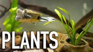 The Solution to Growing LIVE PLANTS in TURTLE TANKS?!