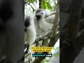“This fluffy dancer lives only in Madagascar 🌍🐒 #SilkySifaka” #adorablepenguins