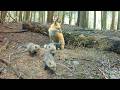 Wild Red Fox Mom Splits Her Litter: 6 Pups in One Den, 1 All Alone