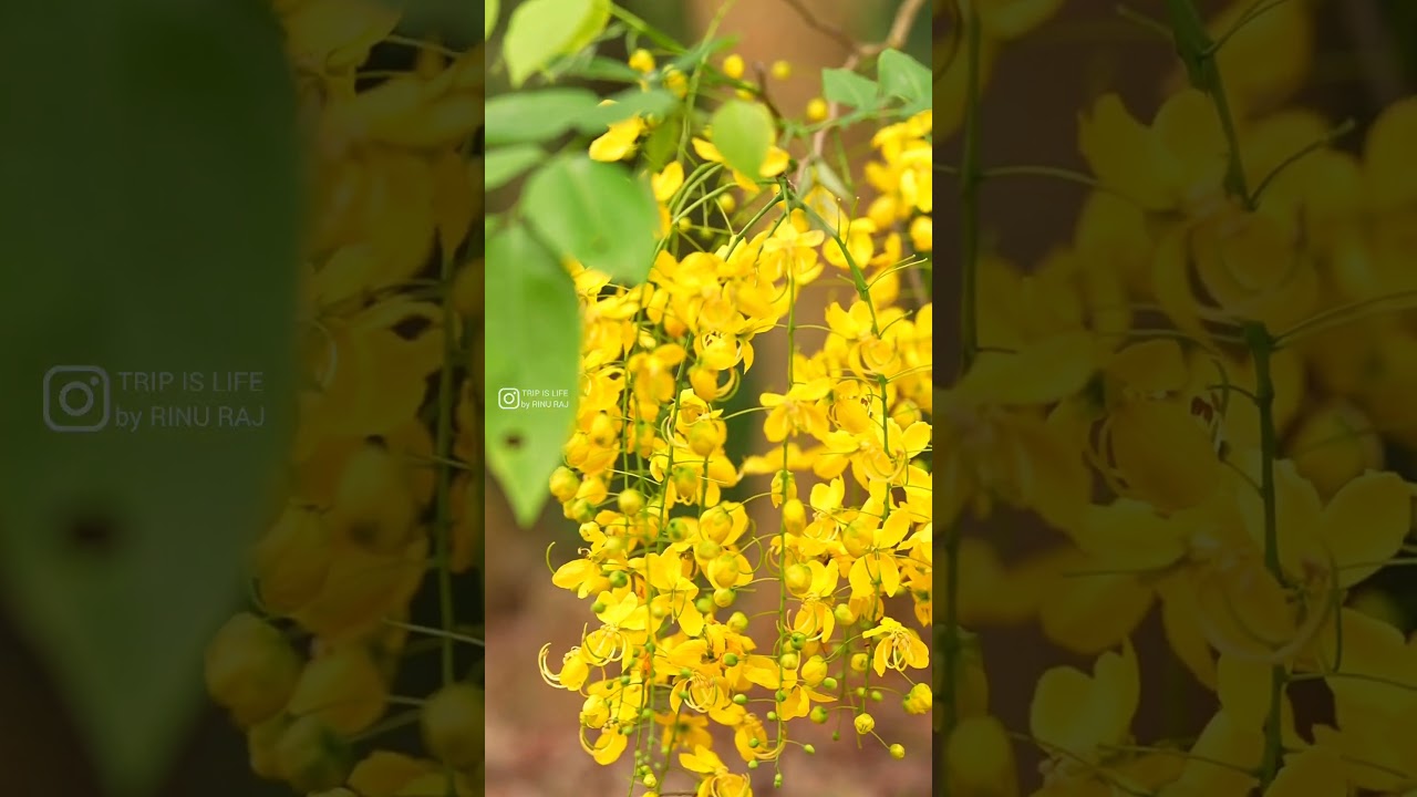 Happy Vishu | വിഷു ആശംസകൾ | Whatsapp status Malayalam