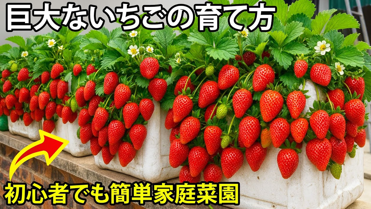 ペットボトルで簡単いちご栽培｜家庭菜園アイデア