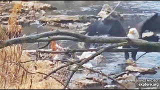 Decorah Eagles- DM2 Feeds On A Carcass In The Creek