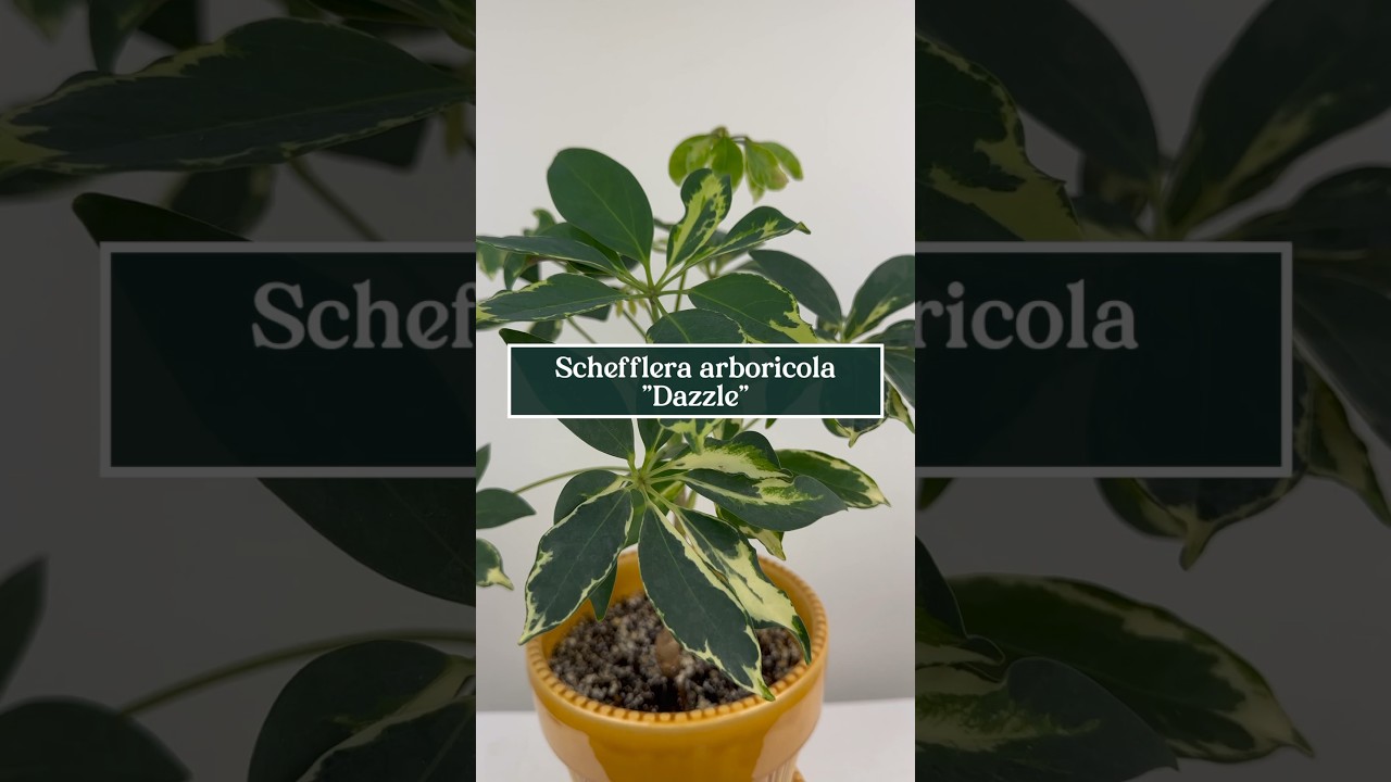 Care tips for Schefflera arboricola “Dazzle”, the Variegated Umbrella Plant 🪴☂️ 