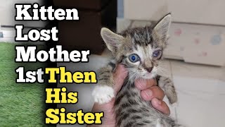 Rescue Tabby Kitten Who Lost Mother Cat 1st Then His Siter Now Living Alone