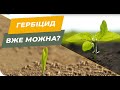 З якої фази можна вносити гербіциди на соняшник 🌻 і кукурудзу 🌽?