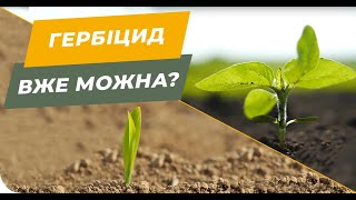 З якої фази можна вносити гербіциди на соняшник 🌻 і кукурудзу 🌽?