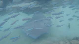 Discovery Cove Emma May 227