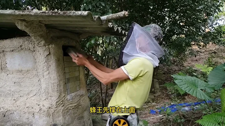 意蜂蜂蜜，中蜂蜂蜜，你們吃的是哪一種蜂蜜 - 天天要聞