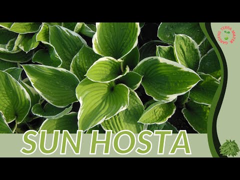 تصویری: Hostas برای نقاط آفتابی – انتخاب میزبان هایی که آفتاب را تحمل می کنند