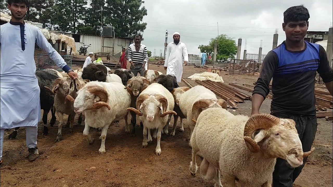 The Ultimate Sheep Gang | Rehan Goat Farm Nashik.