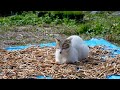 自給暮らしvlog|私がyoutubeを始めた理由｜夏の終わりと秋真っ只中｜＃48