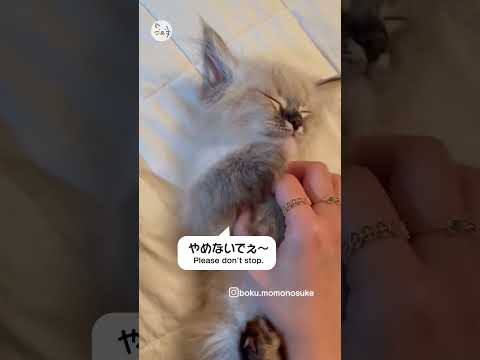 マッサージにうっとりな子猫ちゃん🐈手を止めると…おねだり💕サイベリアン子猫「もものすけくん」！Please don't stop！ #猫王国 #サイベリアン #子猫 #可愛い猫   #catlife🐾