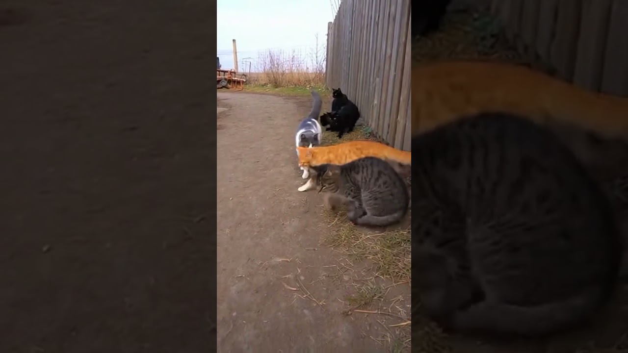 Eine Mutter ruft Hilfe, um ihr Kätzchen zu retten 🐾 