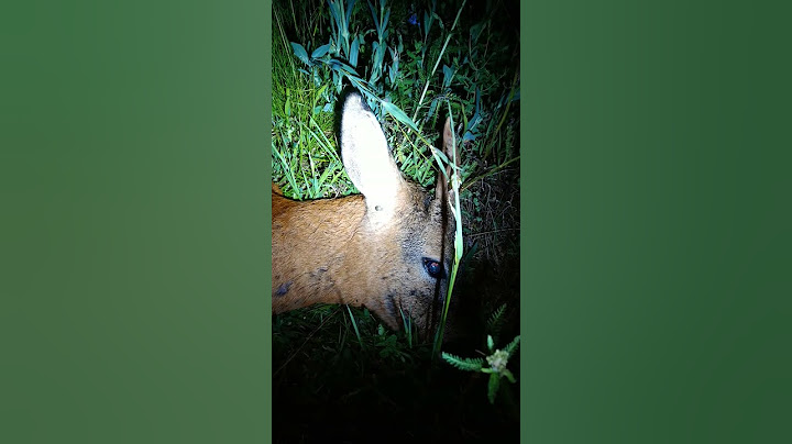 Rehbockjagd im Juni (3/3): 'Bock liegt'