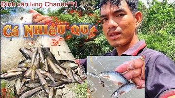 Bắt Cá đâu mùa quá Nhiều #Đinh văn lơng Channel81#Bắt cá