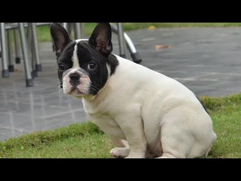 Video Gốc thanh lý chó pug & bull pháp Tiền Giang - youtube