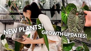 Some new plants I haven't told you about + growth updates!