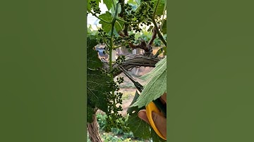 "How Prune Grapes 🍇 Tree Step by Step" #grapevine #grapecare #grapepruning #grapetree