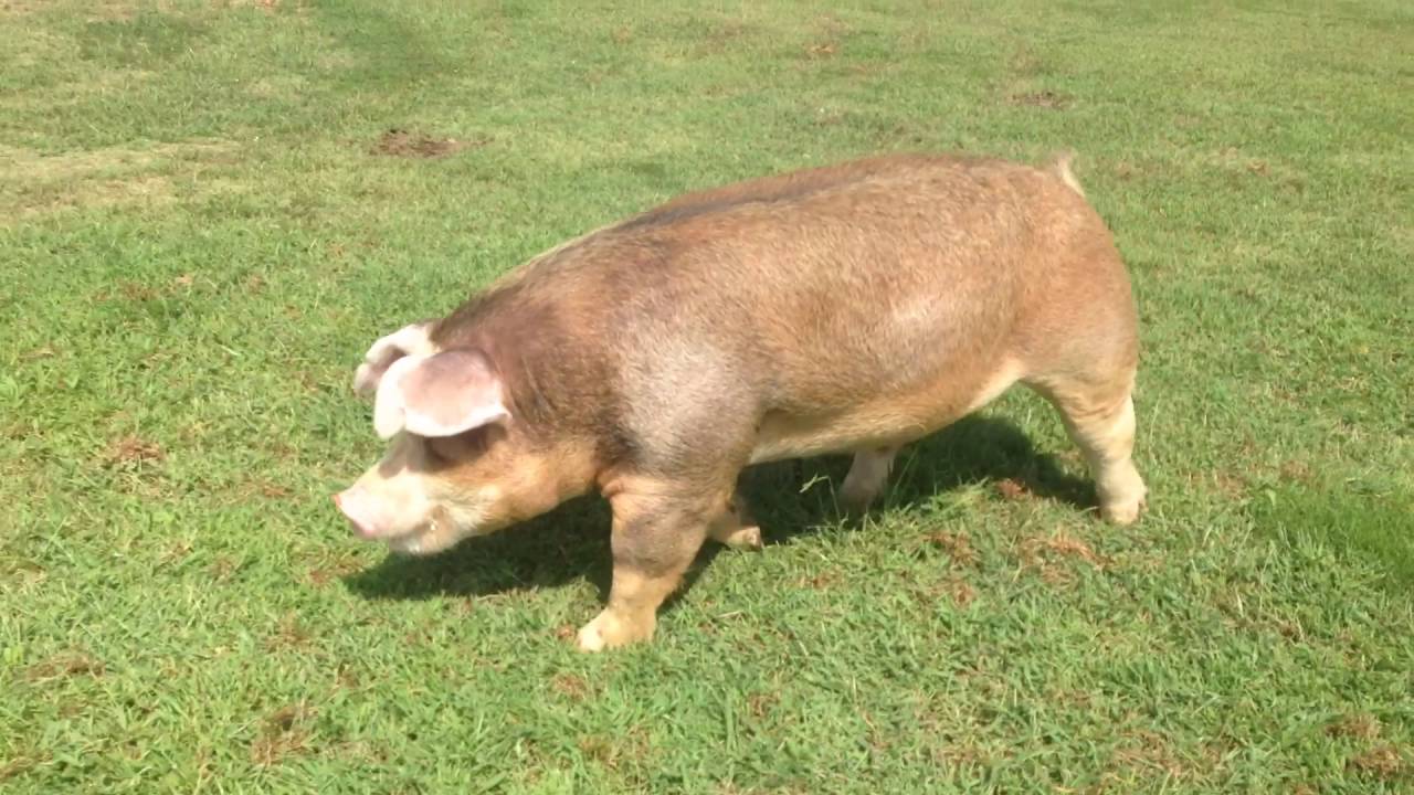 do your homework hereford boar