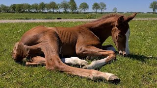 Wash Rising Star's butt | Sleep outside in the grass protected by QueenUniek | Friesian Horses