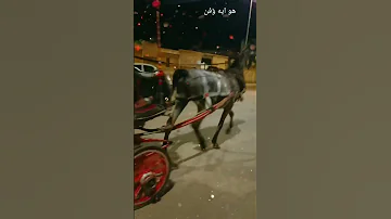 الحنطور من الزمن الجميل 