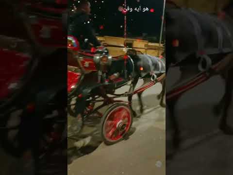 الحنطور من الزمن الجميل