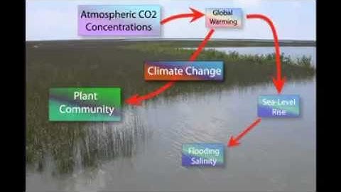 Potential Effects of Elevated CO2 and Climate Change on Coastal Wetlands