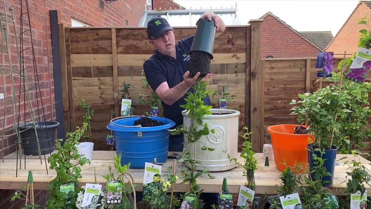 How to plant a container with clematis.