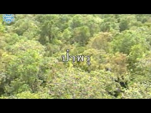 ป่าพรุ วิทยาศาสตร์ ม.4-6 (ชีวะ)