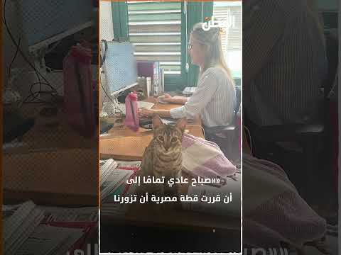 بتلعب مع الموظفين السفارة الألمانية في مصر تستضيف قطة لسبب غريب إيه الحكاية