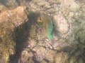 Rainbow Parrot Fish (Scarus guacamaia) browsing Looe Key reef