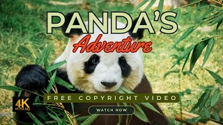 Majestic Pandas in 4K | Relaxing Ambient Music (No Copyright) | Nature Wildlife Screensaver