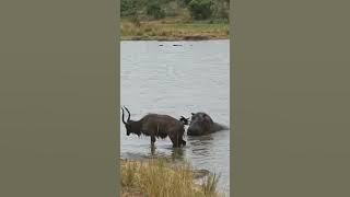 male himpo😨😨 #hippopotamus #youtube