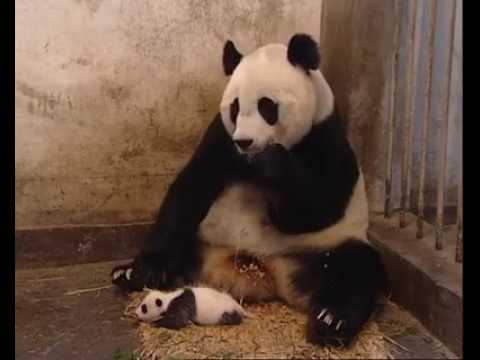 Panda hapşırması komik :)