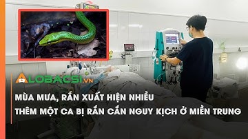 Mùa mưa, rắn xuất hiện nhiều – thêm một ca bị rắn cắn nguy kịch ở miền Trung | Video AloBacsi