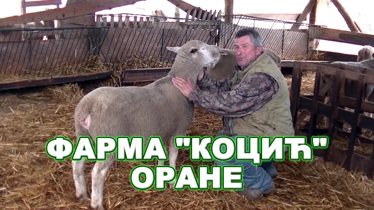 Фарма оваца Коцић у селу Оране