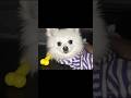 Different types of toys near the dog #trending #shorts