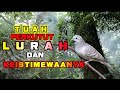 Download Lagu PERKUTUT LOKAL KATURANGGAN LURAH CIRI BESERTA TUAHNYA || PERKUTUT YANG BAIK DIPELIHARA