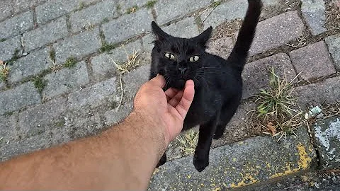 Watch the video about A Very friendly black stray cat with gorgeous yellow eyes.