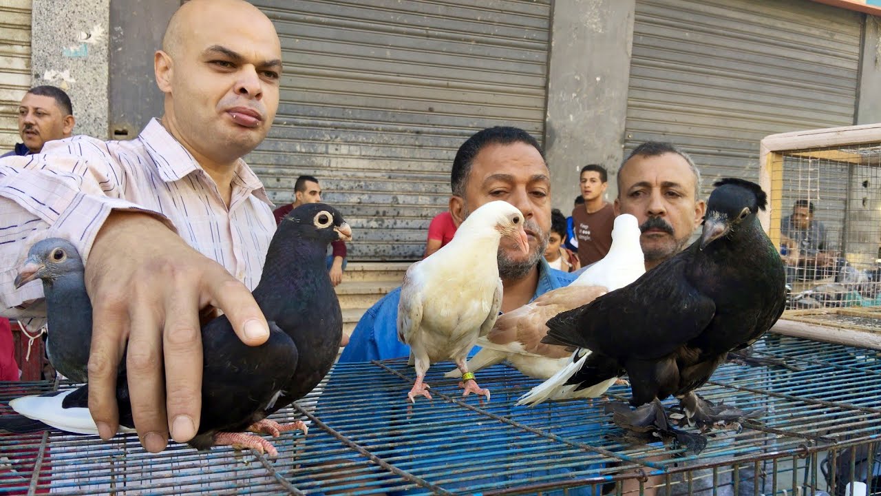 ايه الاسعار دي 😱انا مش مصدق في سوق الجمعه في المحله الكبرى اسعار الحمام الغزار والزاجل والزغاليل