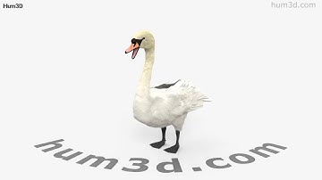 Mute Swan 3D model by 3DModels.org
