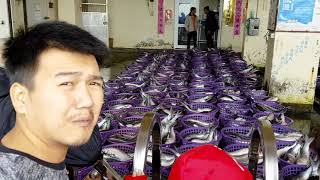 Download Lagu Long Fong fishing port MP3 Download Lagu Long Fong fishing port MP3