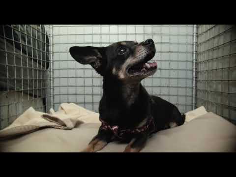 TIERE UND ANDERE MENSCHEN Teaser 3