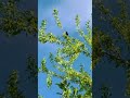 Kereru Wood Pigeon