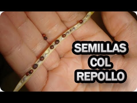 Video: Cultivo de repollo de Saboya: cómo cultivar repollo de cabeza de tambor Perfection