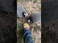 Arkansas Guineas Attacking My LSU Crocs
