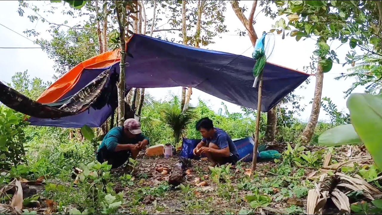 Săn bắt mùa nước nổi ll Gà nước nướng than hồng lai rai nữa đêm mưa dầm