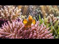 Deep Underwater Meditation Ambience | Calm Ocean Sounds