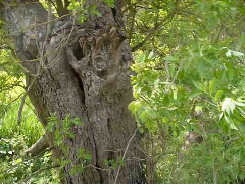 Wideo: Leczenie Drzew Na Miejscu